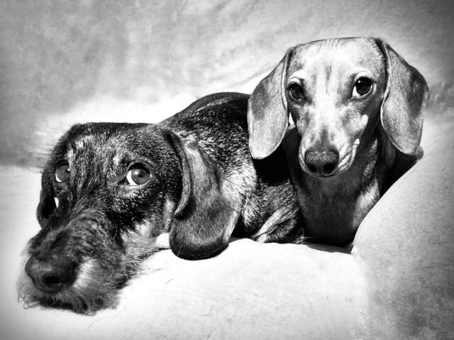 Pippi&Kripstak #bassotto #bassotti #bandabassotti #dogsofinstagram #dachshunds #dogloversclub #puppy #italy #dogoftheday #dogstagram #instadog #iambattaini